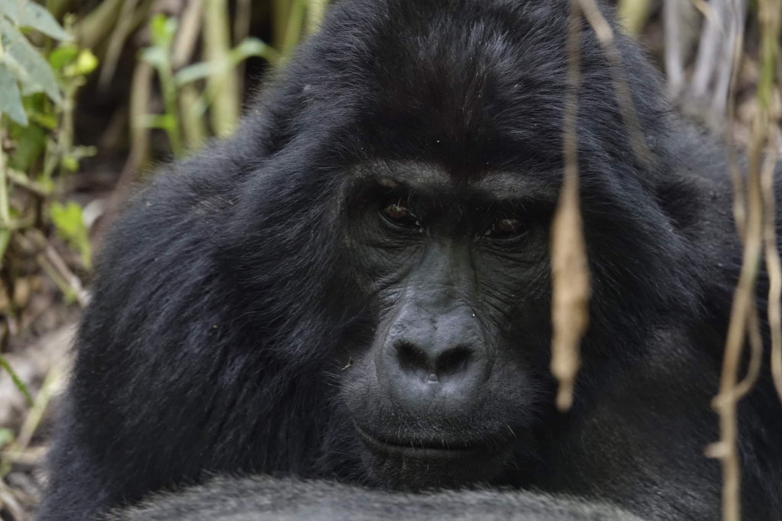 gorilla-portret-oogcontact-bwindi-oeganda