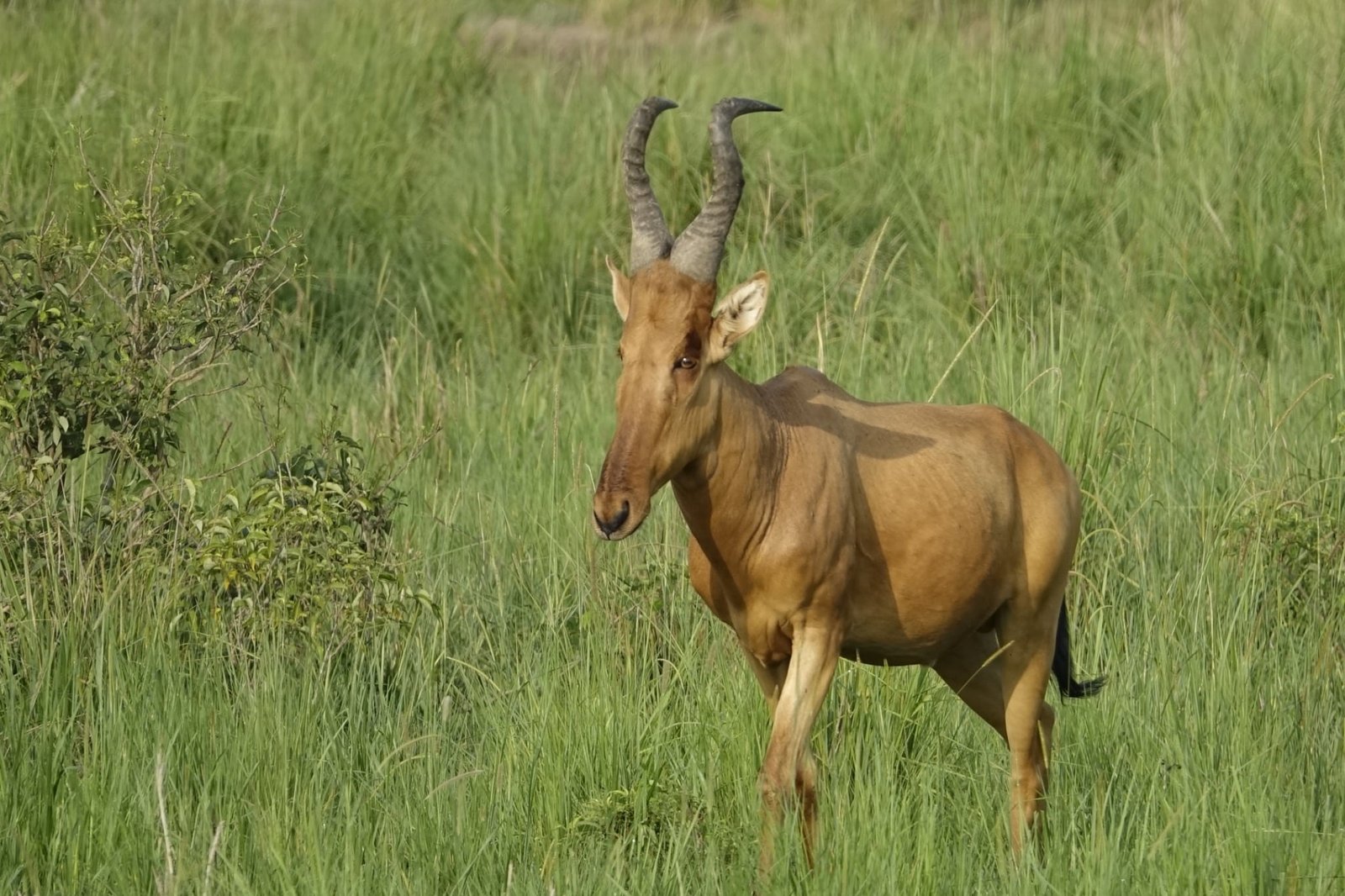 hartbeest-antilope-savanne-murchison-falls