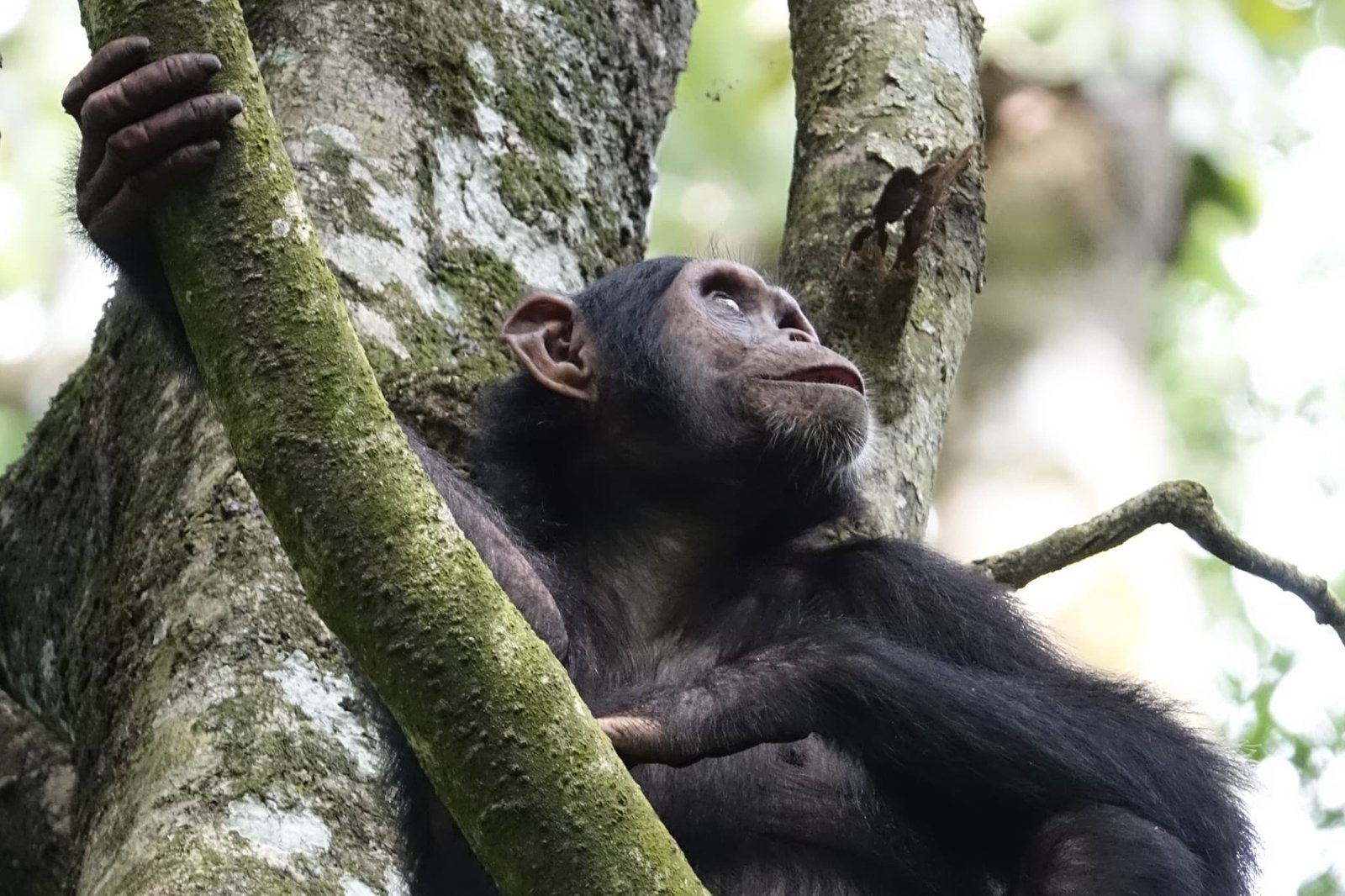 jonge-chimpansee-in-boom-kibale-oeganda