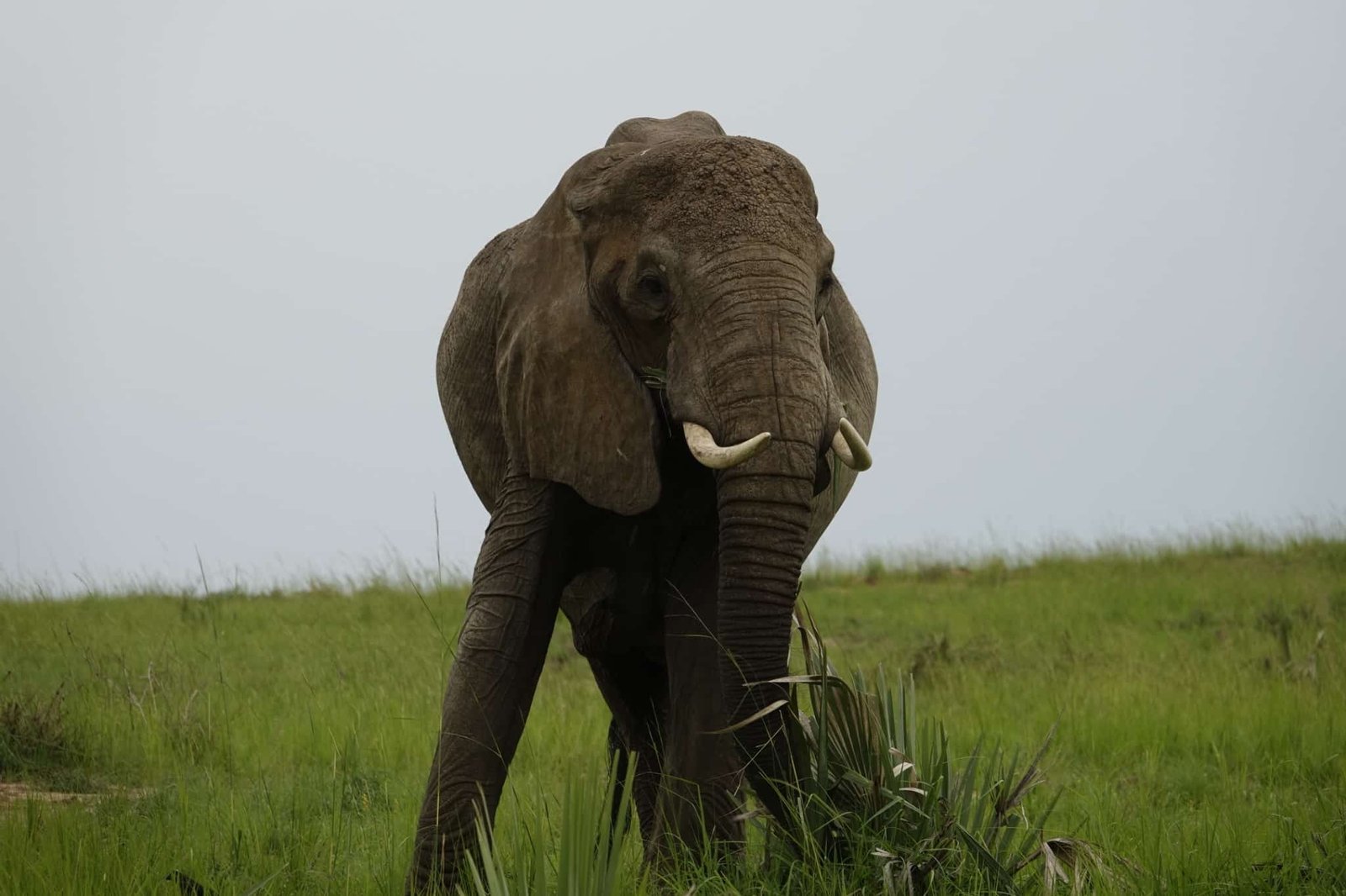 murchison-national-park-olifant-in-grasland