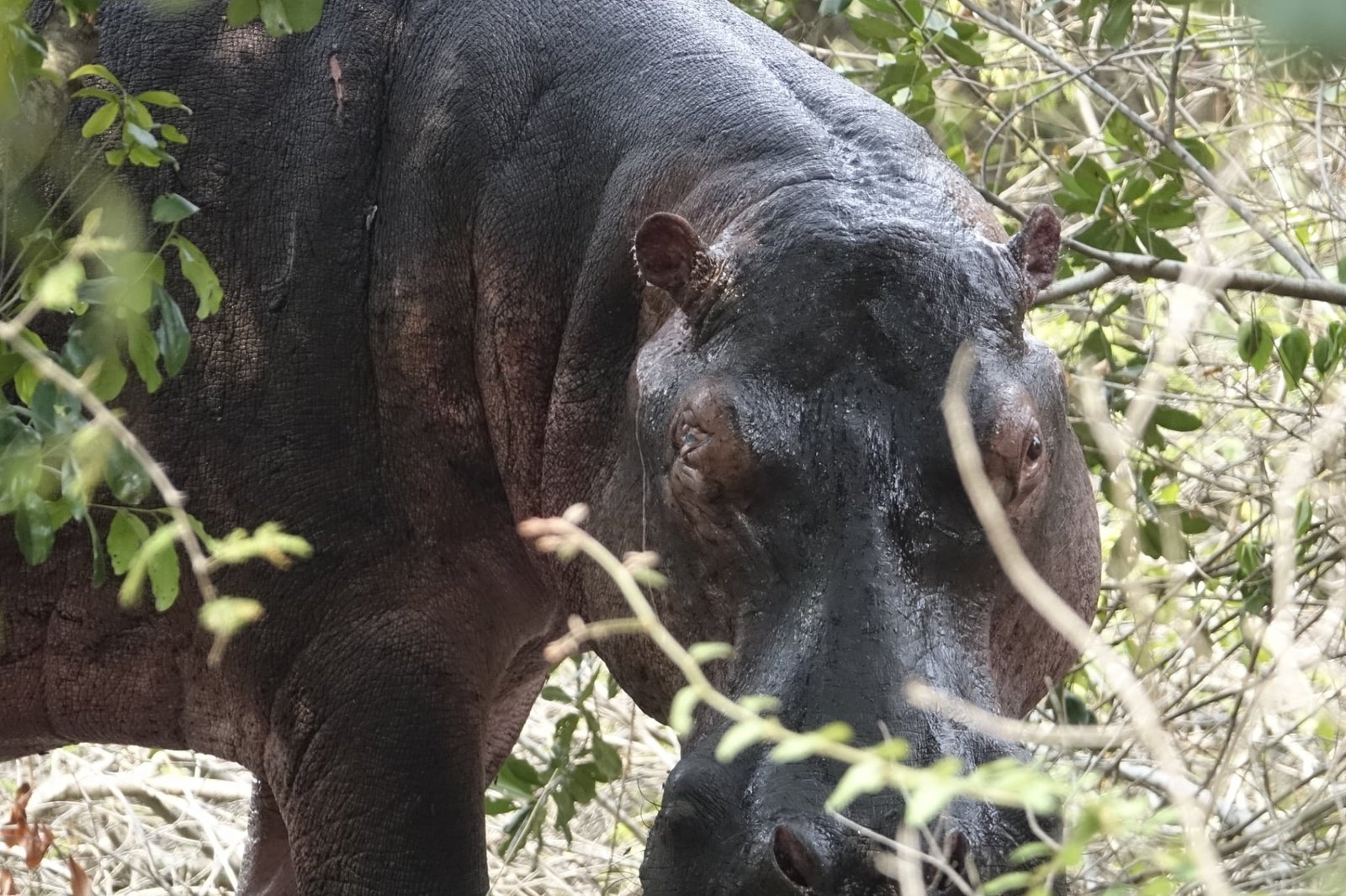 nijlpaard-close-up-begroeiing-queen-elizabeth-national-park-oeganda