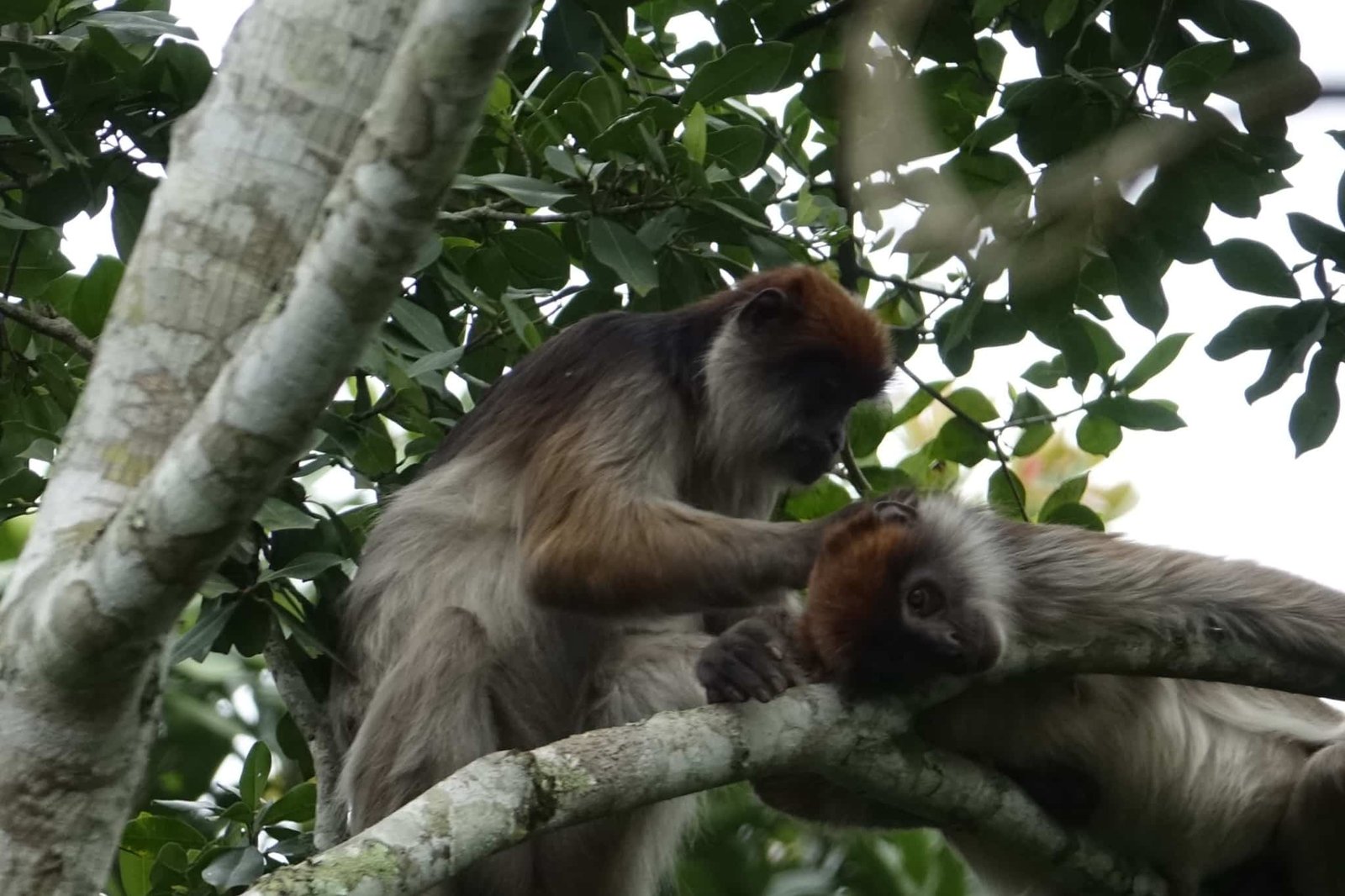 rode-colobus-apen-boom-bwindi