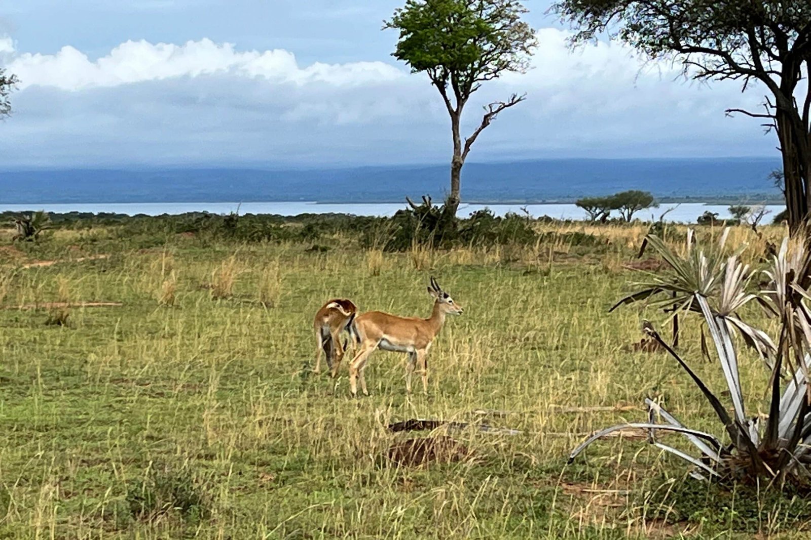 Murchison-falls-national-park-oegandese-kobs-lake-albert
