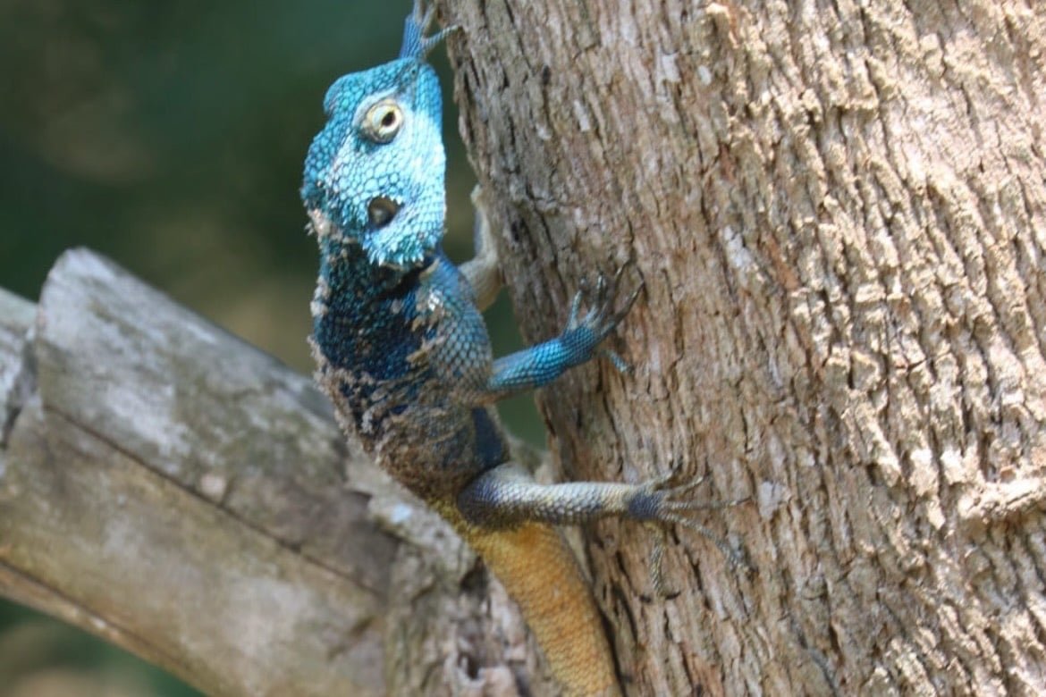 blauwe-kameleon-oeganda