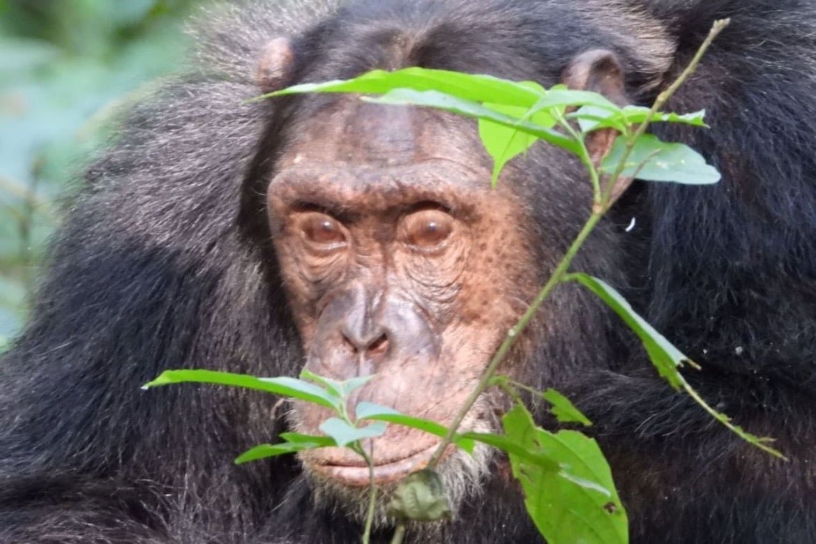 chimpansee-oeganda-bos