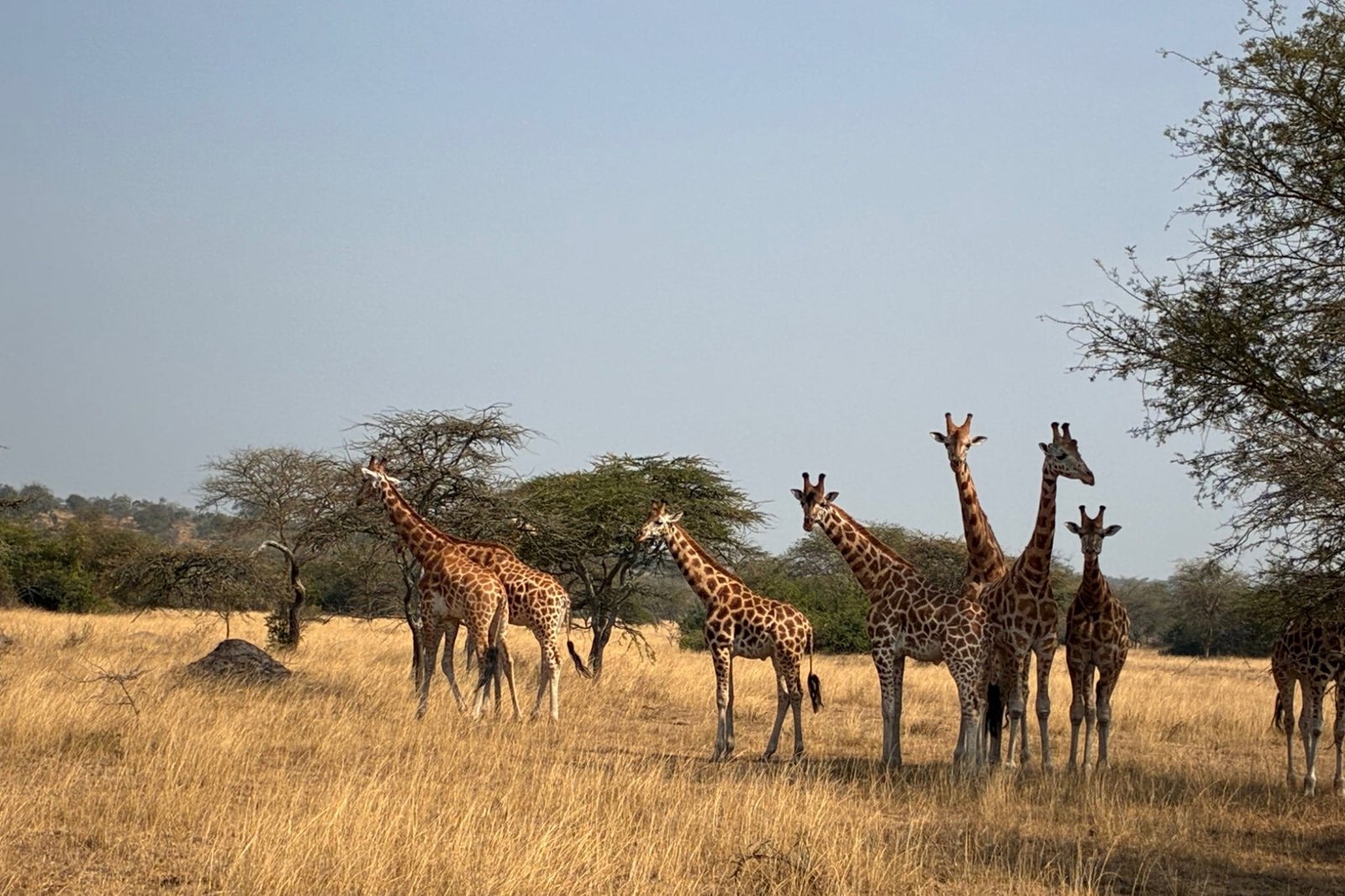 giraffen-closeup-savanne-lake-mburo-oeganda