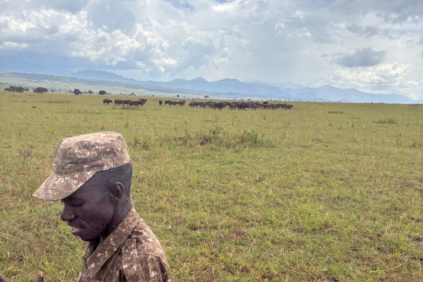 kidepo-national-park-uganda-ranger-met-buffelkudde-op-savanne