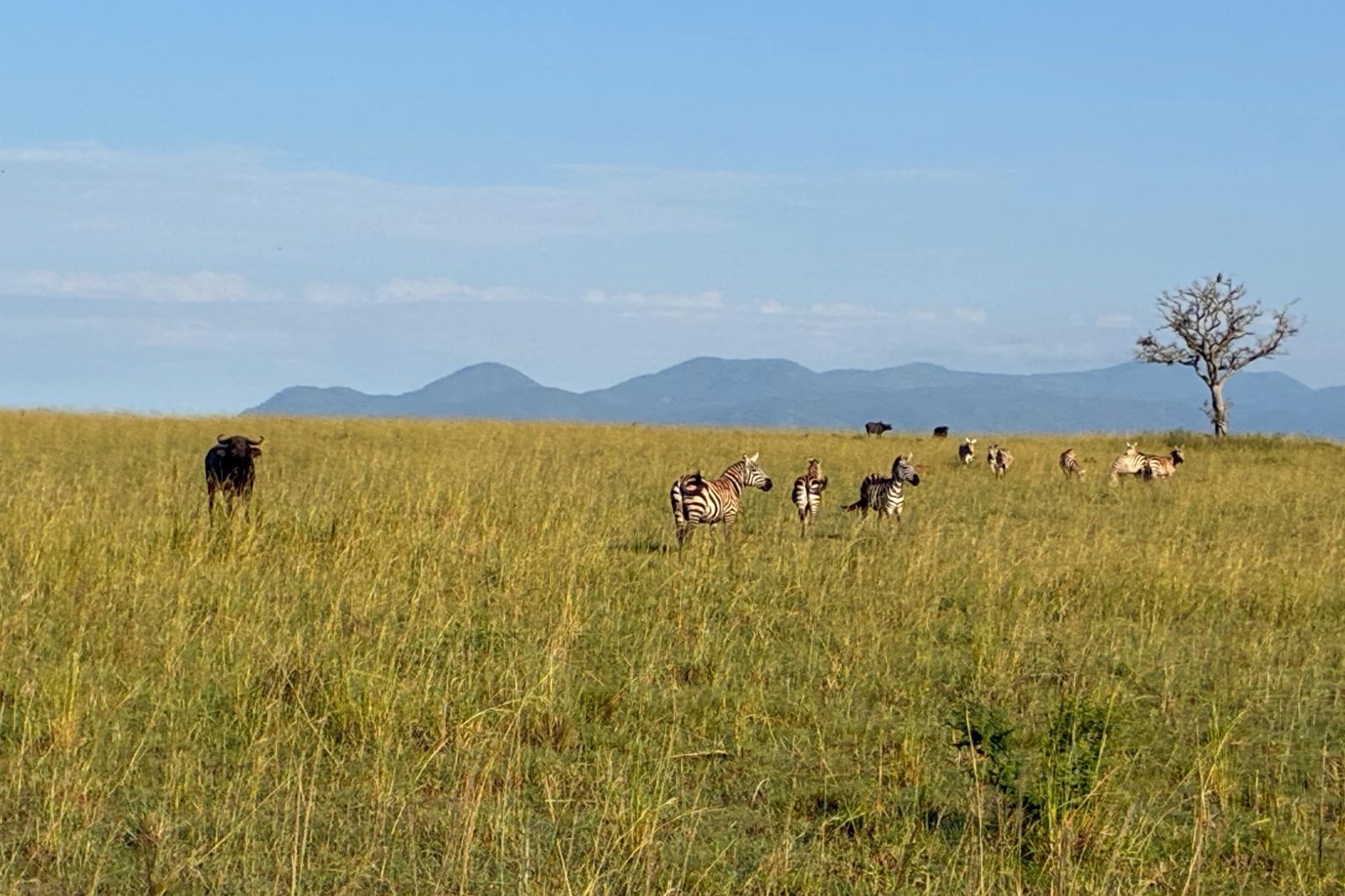 kidepo-national-park-uganda-zebra-kudde-savanne-uitzicht