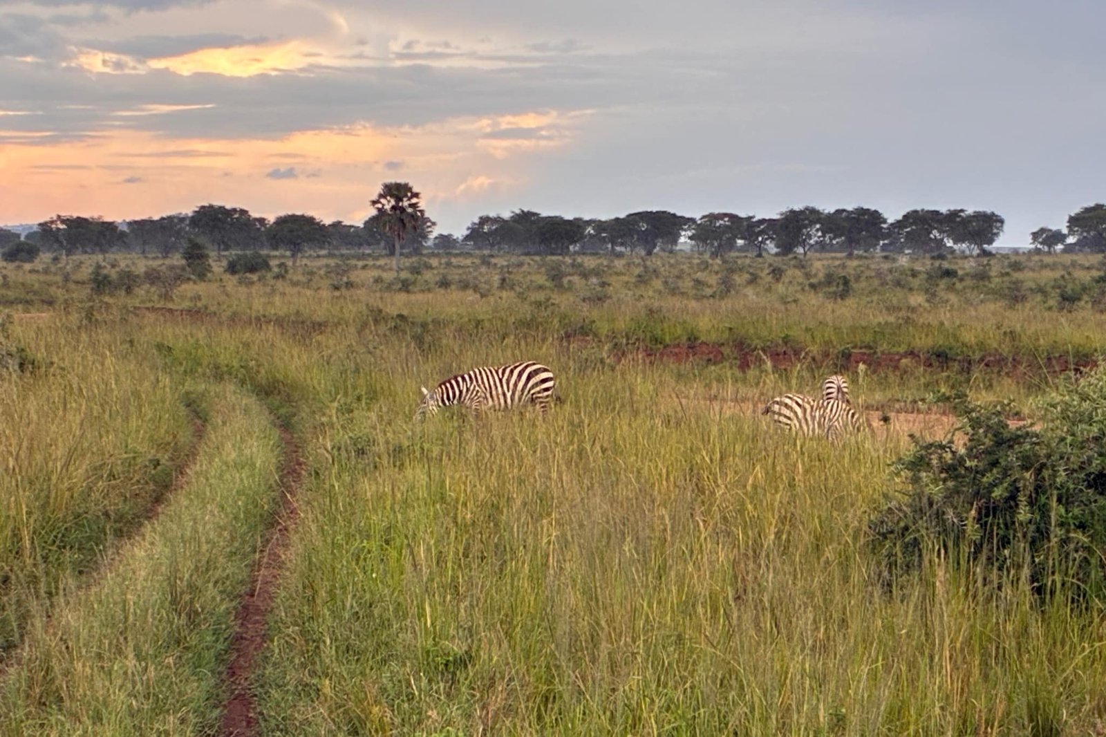 kidepo-zebra-grazend-met-struikgewas-oeganda
