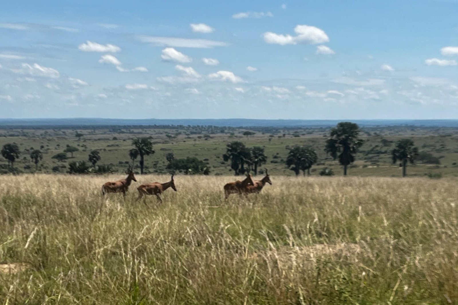 murchison-falls-oeganda-uganda-hartebeesten-kudde-savanne