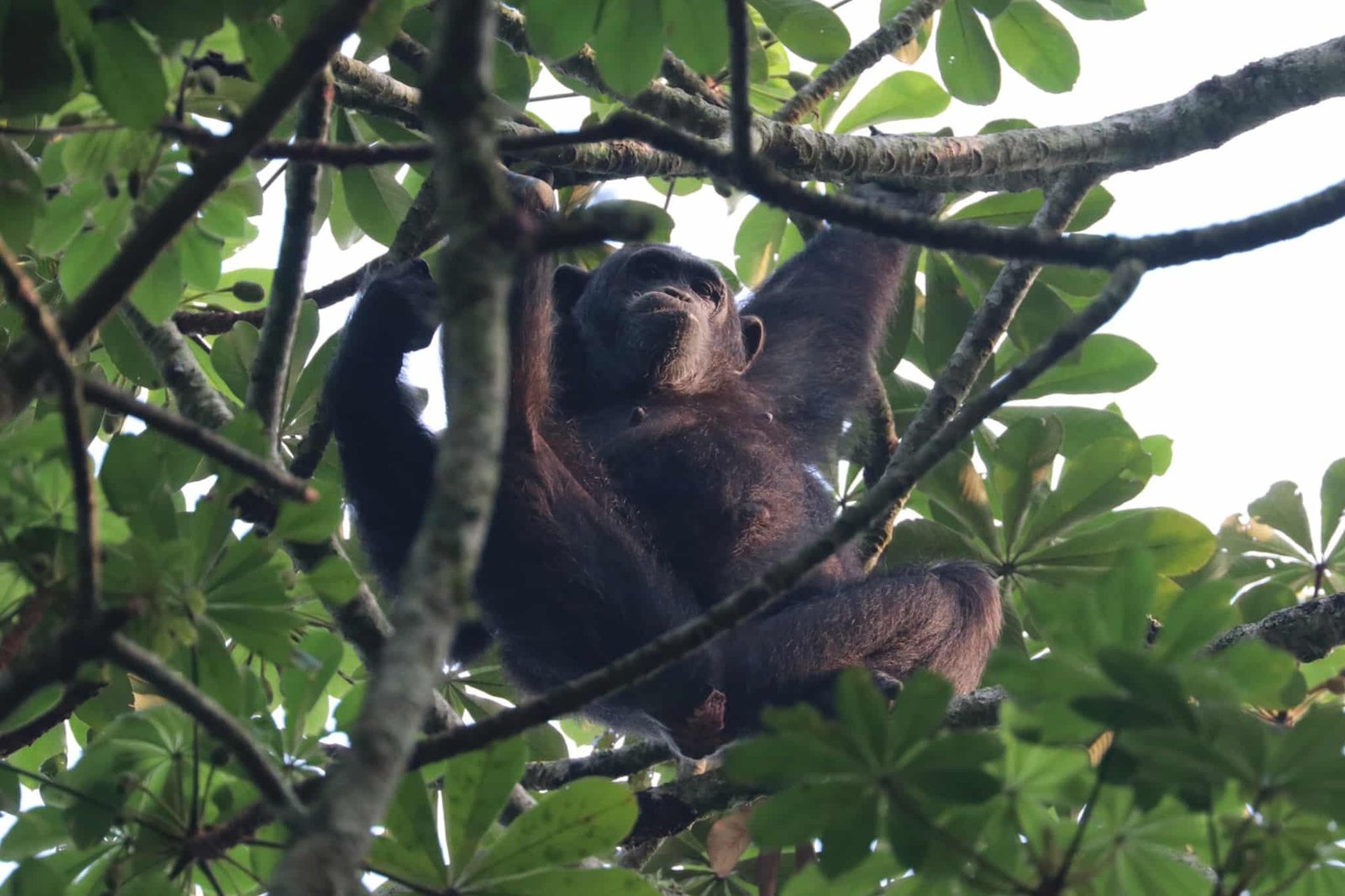 oeganda-chimpansee-gestrekt-tussen-takken-regenwoud