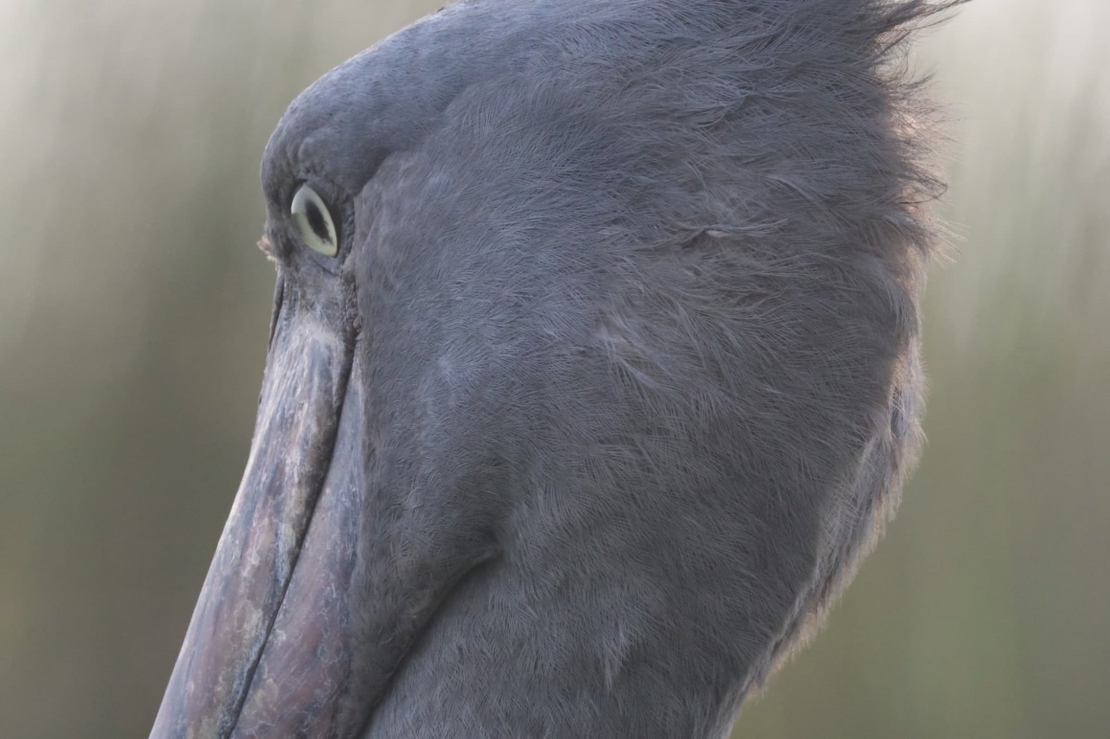 oeganda-mabamba-swamp-schoenbekooievaar-close-up-oog-snavel