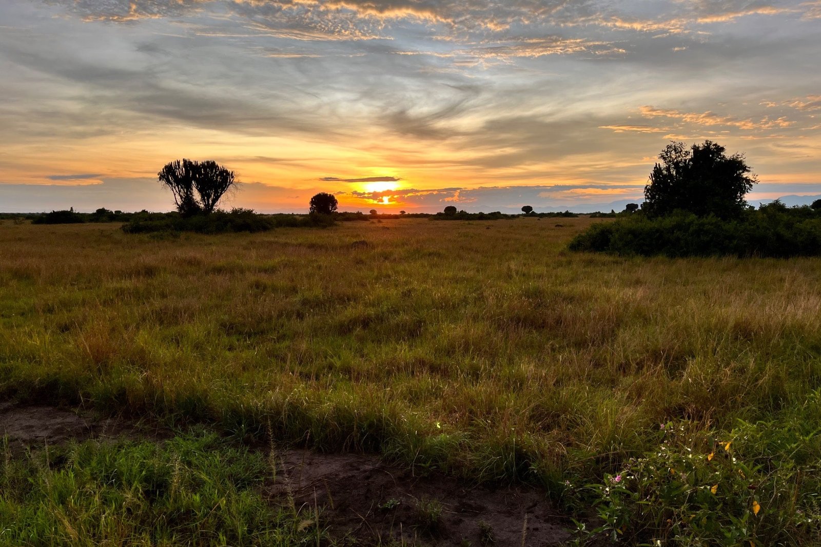 queen-elizabeth-savanne-zonsopgang-met-cactusbomen