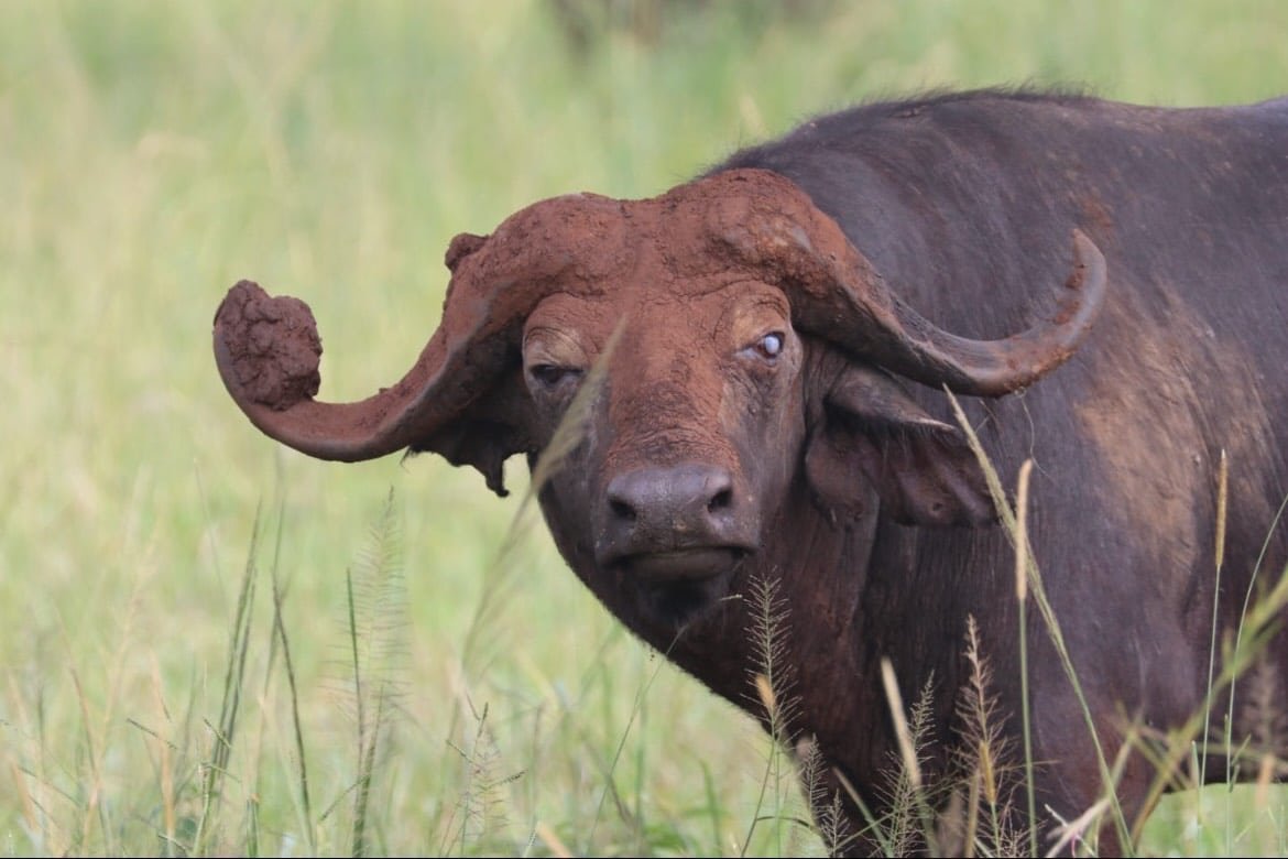 turende-buffel-oeganda