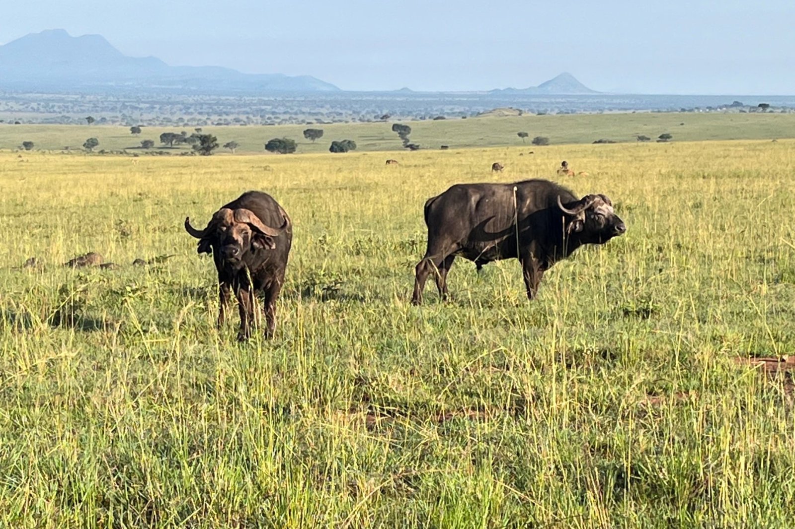 twee-kafferbuffels-op-savanne-met-bergen-kidepo-national-park-oeganda
