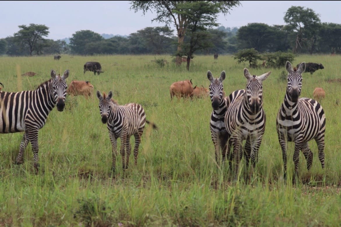zebra's-lake-mburo-national-park-oeganda