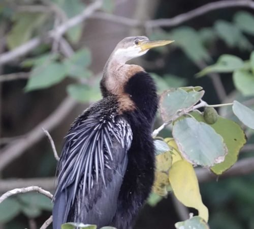 afrikaanse-slangenhalsvogel-oeganda
