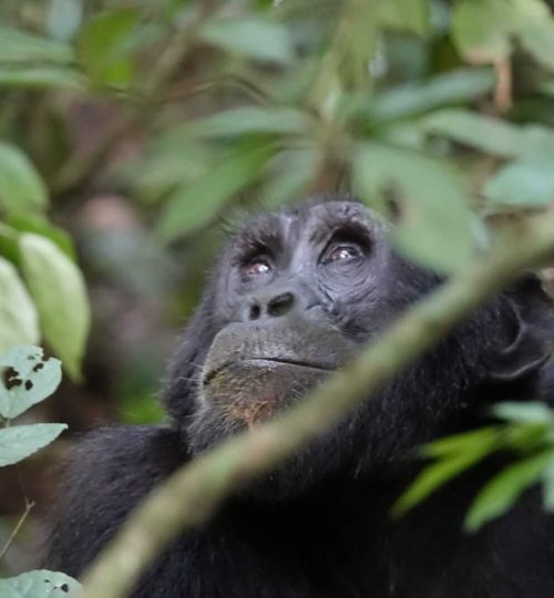 chimpansee-kijkt-omhoog
