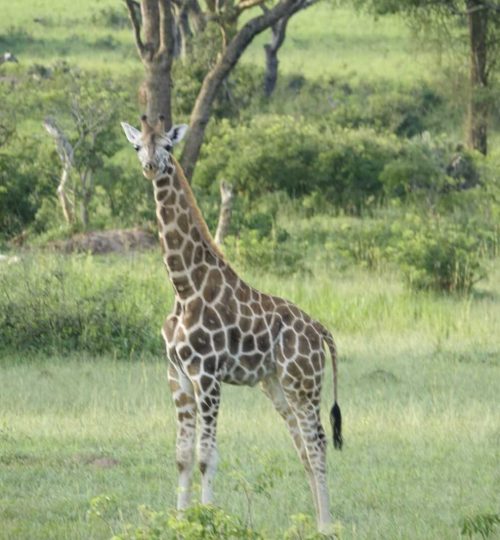 giraf-jong