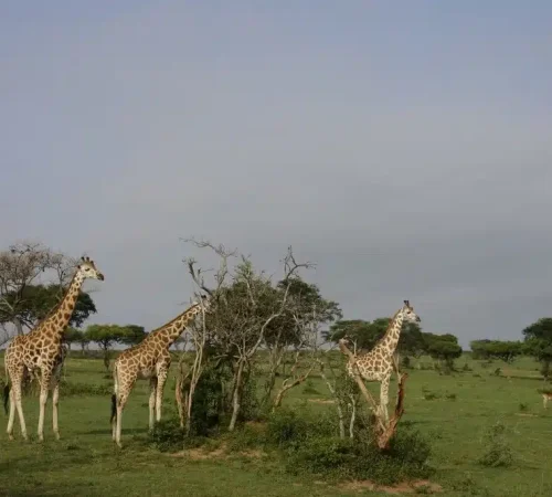 giraffen-in-Murchison