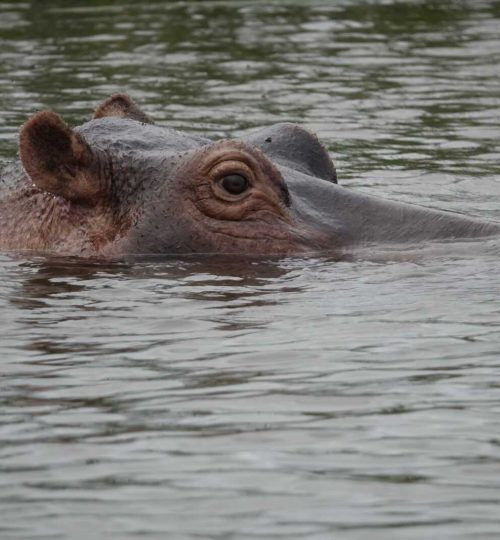 glurend-nijlpaard