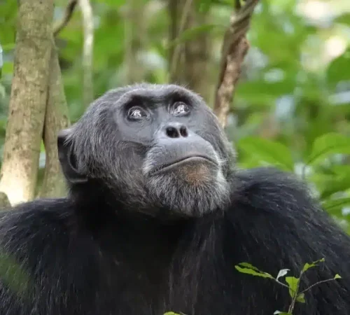 gorilla-vooraanzicht-Ruhija-regio