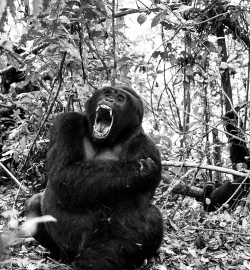 gorilla-zwartwit-foto