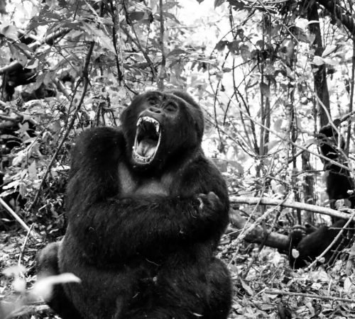 gorilla-zwartwit-foto