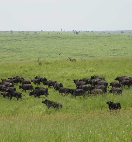 grote-kudde-buffels