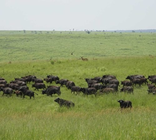 grote-kudde-buffels