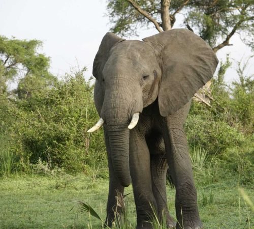 grote-olifant-oeganda