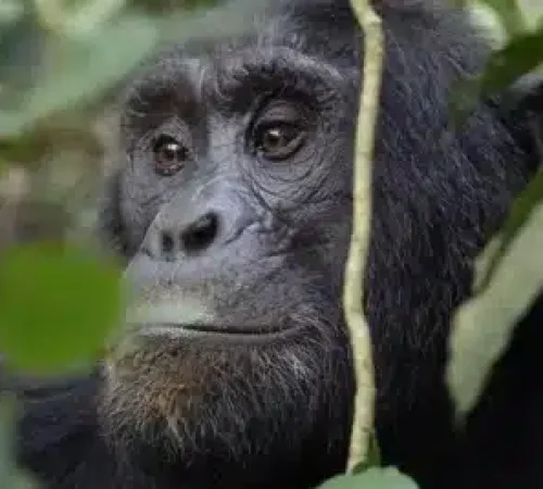 kijkende-Gorilla-in-Oeganda