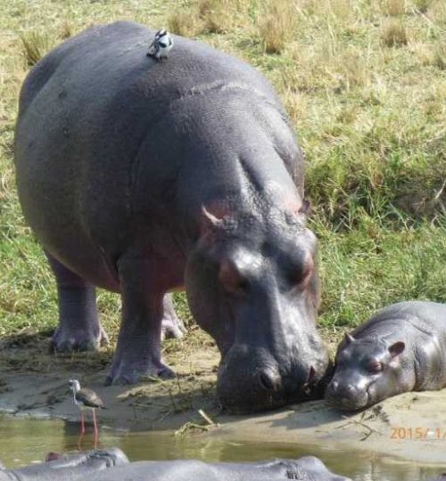moeder-en-baby-nijlpaard