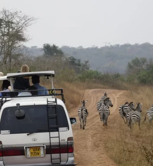 op-safari-1024x683