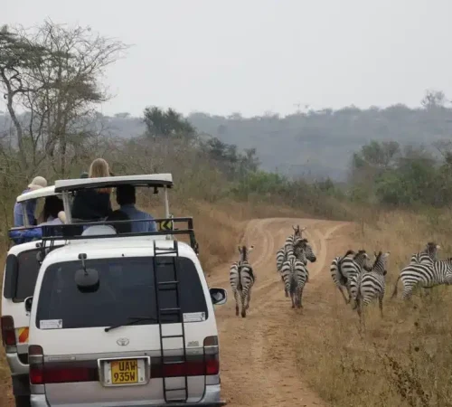 op-safari-met-safaribusje