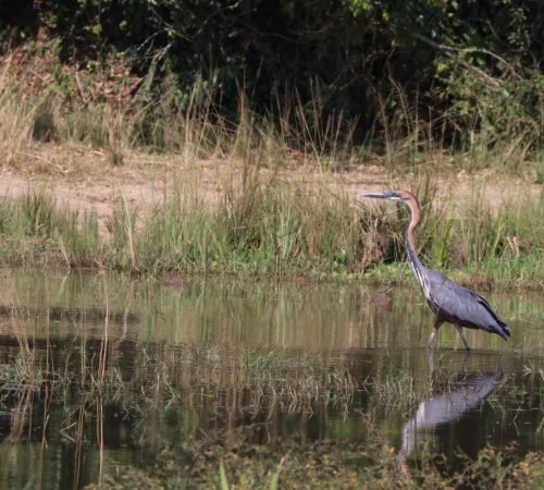 slangenhalsvogel-oeganda
