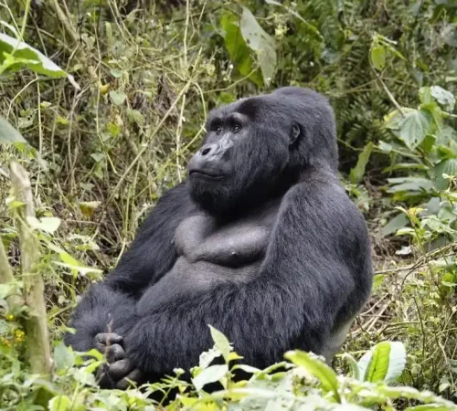 zittende-gorilla