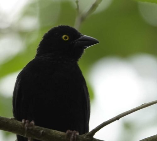 zwart-vogeltje